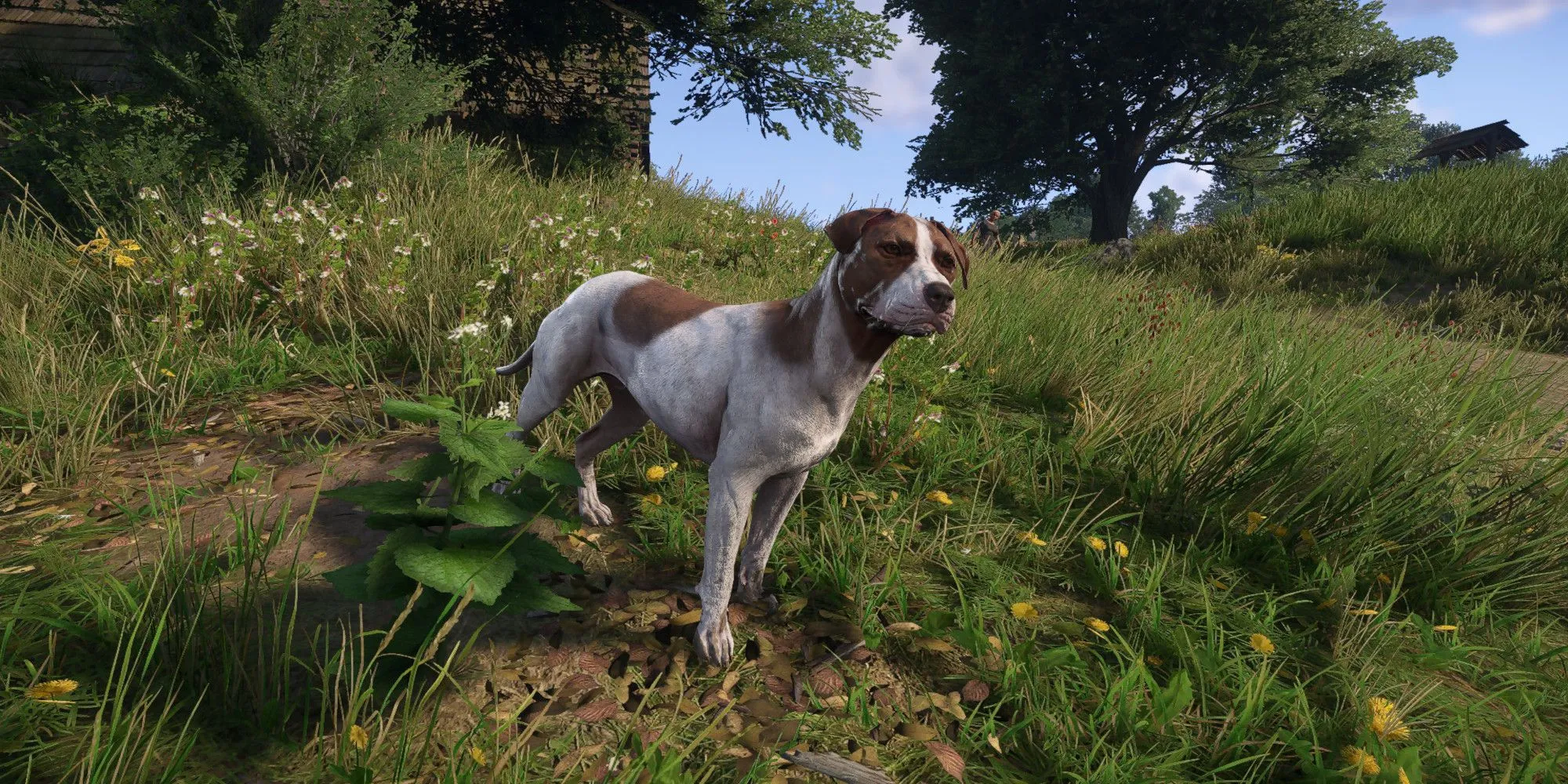Chó Mutt đáng yêu tìm kiếm đồ vật trong Kingdom Come Deliverance 2, minh họa perk Search